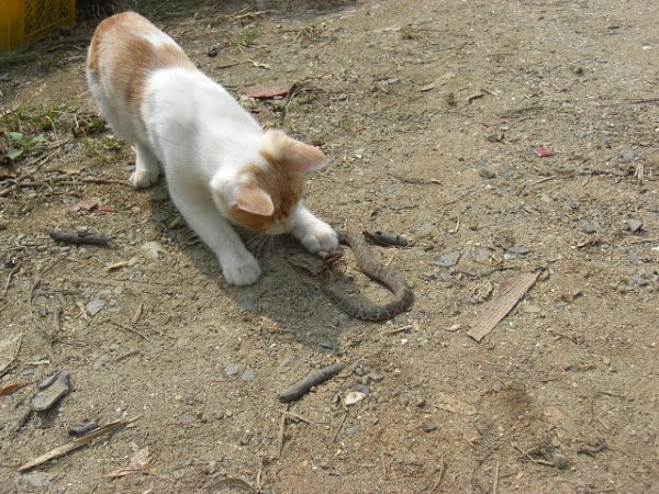 1見ー 田舎の猫 マムシと遊ぶ ヒーーーーー見た 九州の案山子 隠し部屋